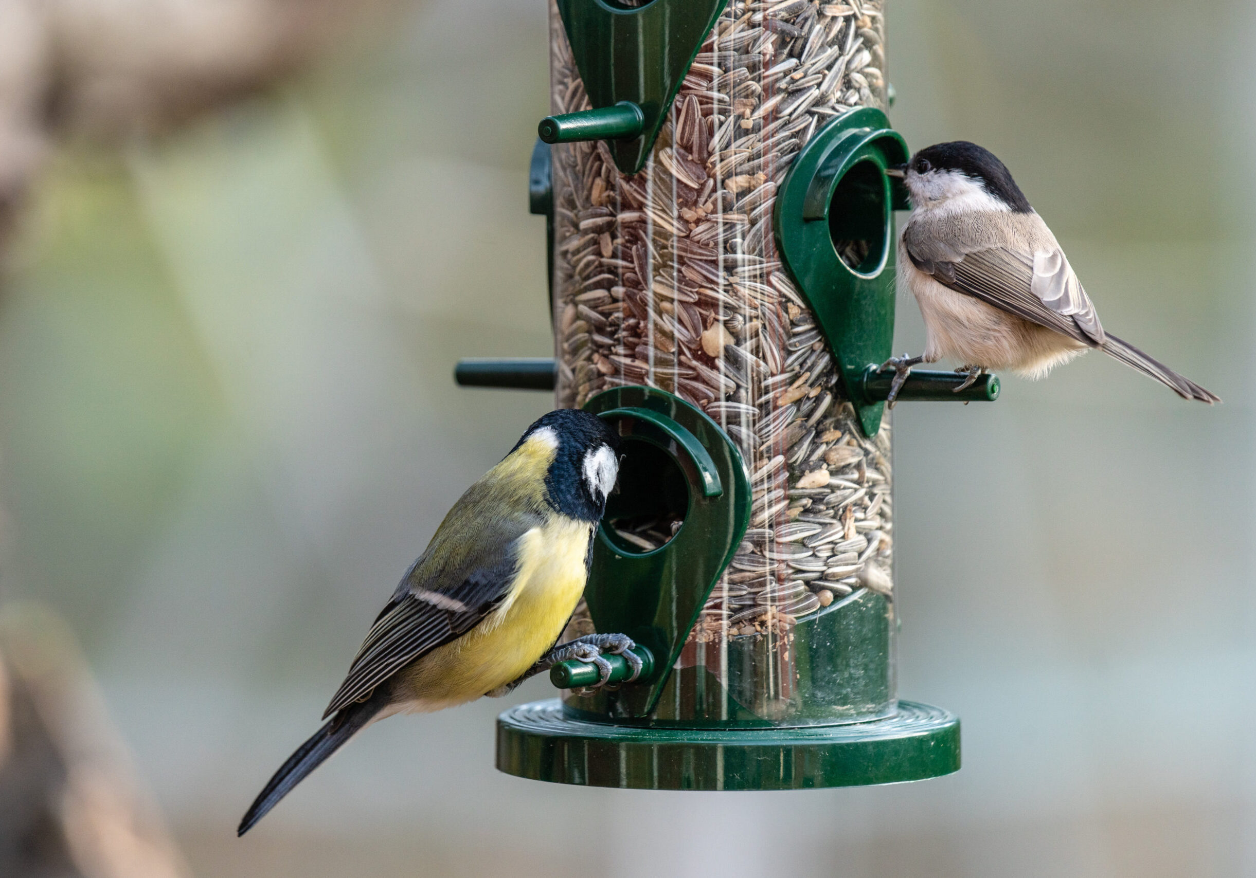 Small tit birds eating sunflower seeds from a feeder or dispencer in autumn.